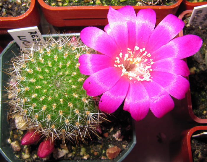 Rebutia lucida